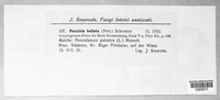 Puccinia bullata image